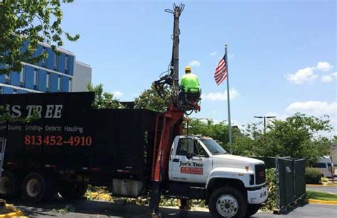 Little Joe's Tree Service