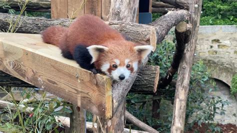 Little Panda à Paris
