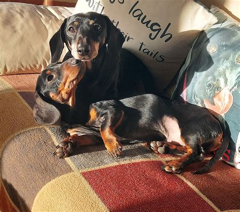Little Sizzlers Hotel - Home Boarding and Daycare for Dachshunds.