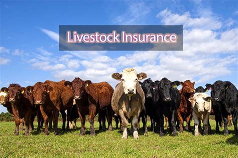 Livestock Insurance