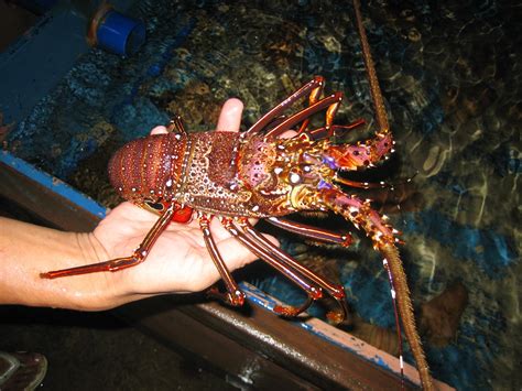 Lobster Air Laut