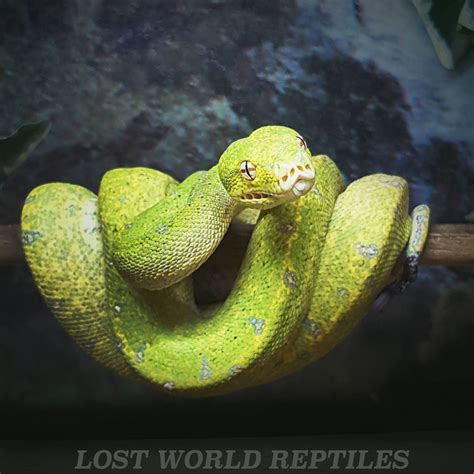 Lost World Reptiles