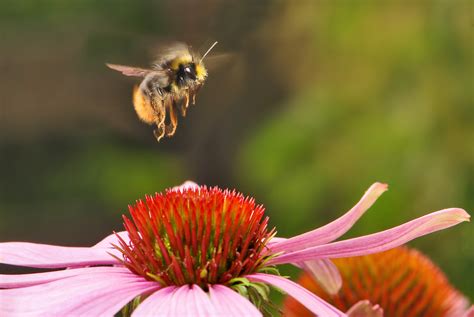 Louvain Organic Nurseries