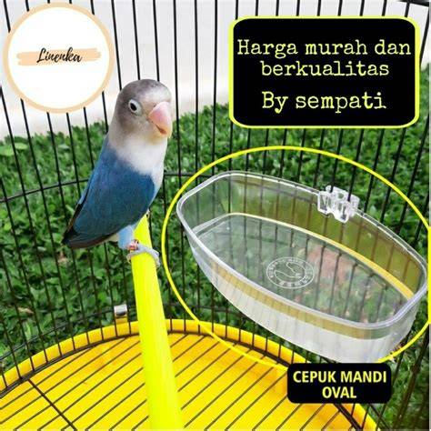 Lovebird Mandi