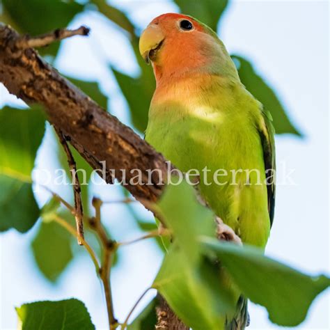 Lovebird Stres