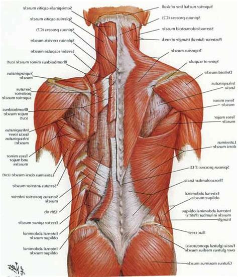 Lower Back Muscles Chart