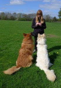 Lowhills Animal Behaviour Consultancy and Pet Sitting