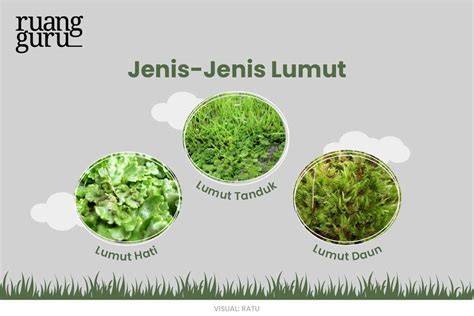 Lumut