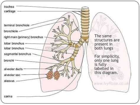 Lungs Bronchi