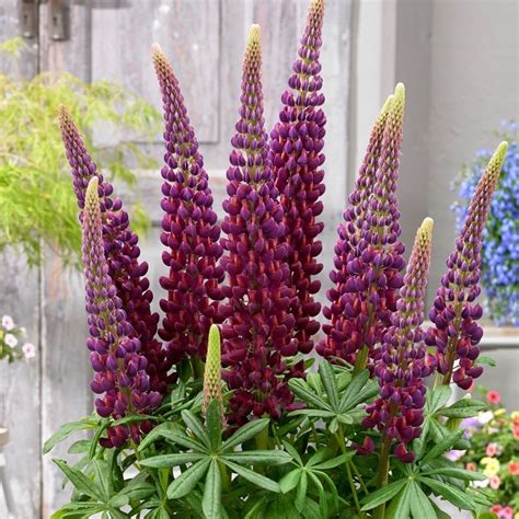 Lupin's Floral Designs
