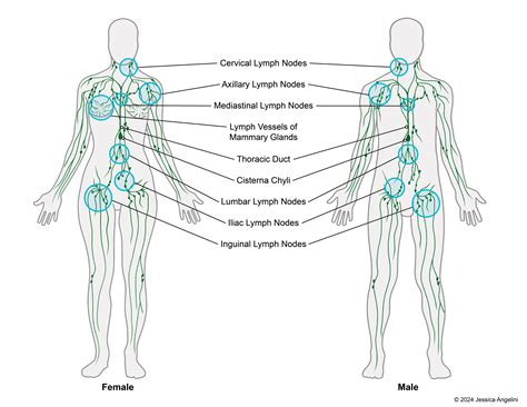 Lymph Nodes Body Chart