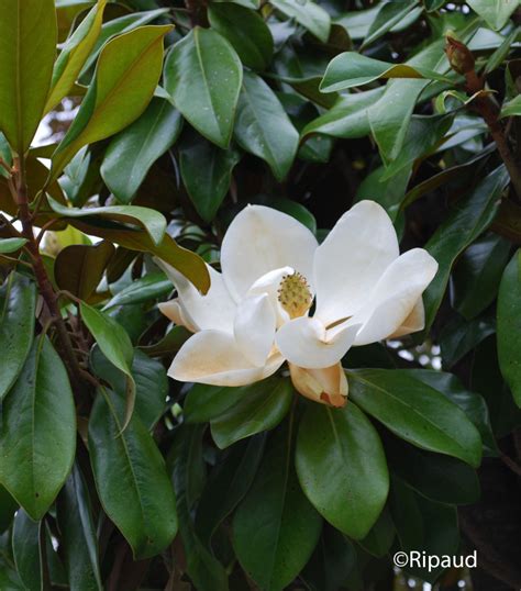 MAGNOLIA Turin