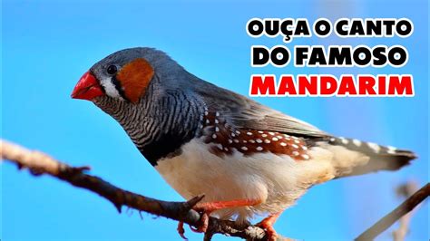 MANDRIM Amadora