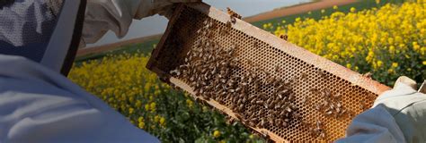 MAT- API Matériel Apiculture à Bourneau