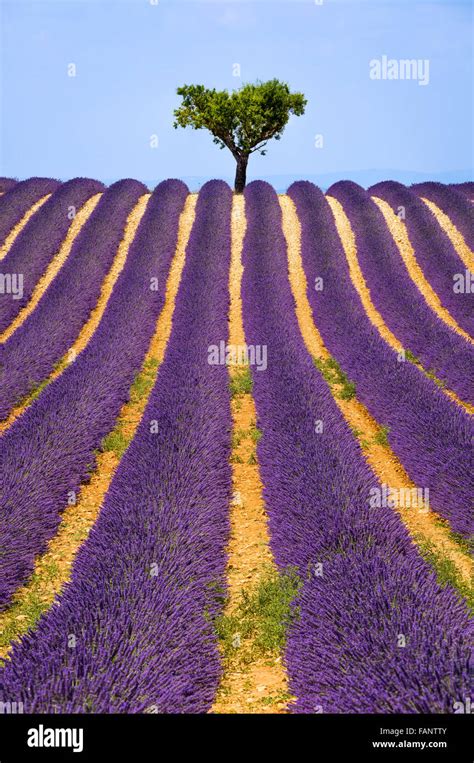 MIDI à Valensole