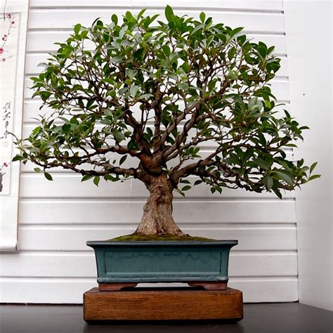 Ma-Ke Bonsai