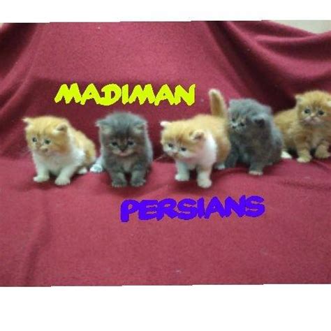 Madiman Persians & bengals