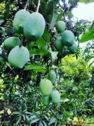 Madithati Uday Kiran Reddy mango garden