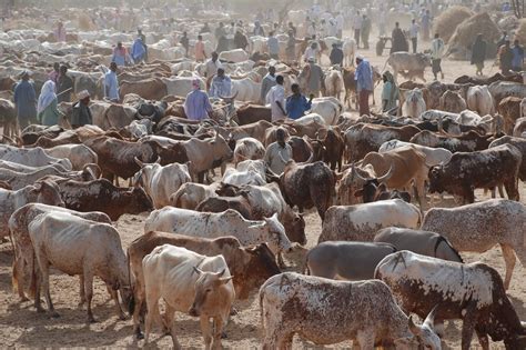 Mahalandi Cattle Market