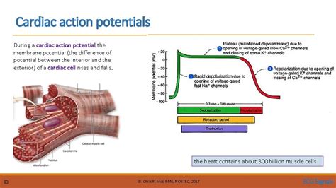 download Making Sense of Cardiac Membrane Potentials