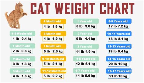 Male Cat Weight Chart