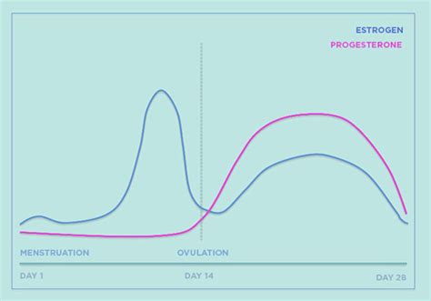 Male Hormone Cycle Chart