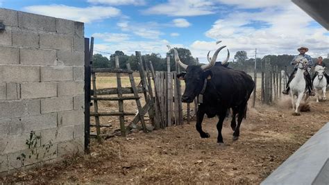 Manade Lafisca à Le Cailar
