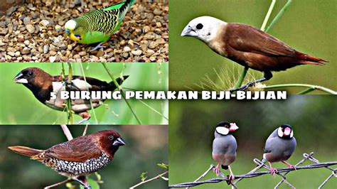 Pariwisata Burung Pemakan Biji-bijian