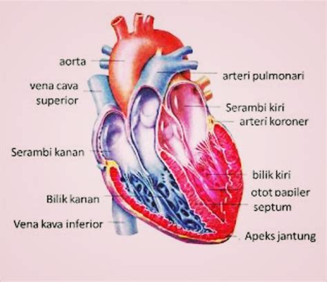 Manfaat Perosotan Bagi Jantung