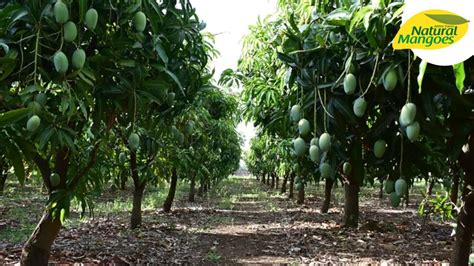 Mango Tree Farms