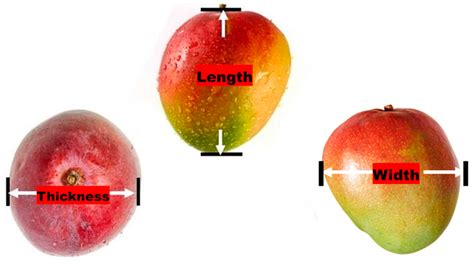 Mango Tree Size Chart