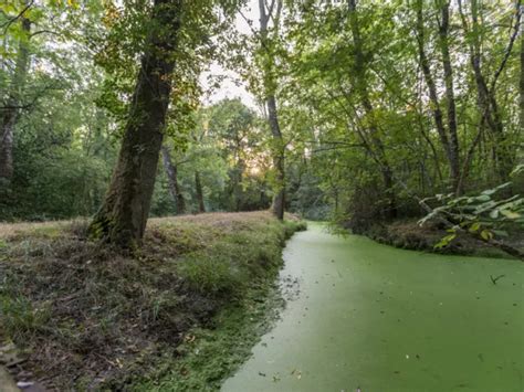 Marais de Labarde à Labarde