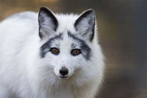 Marble Fox Events