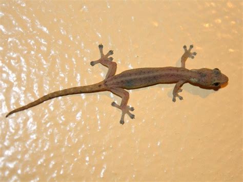 Margouillat à Peumerit