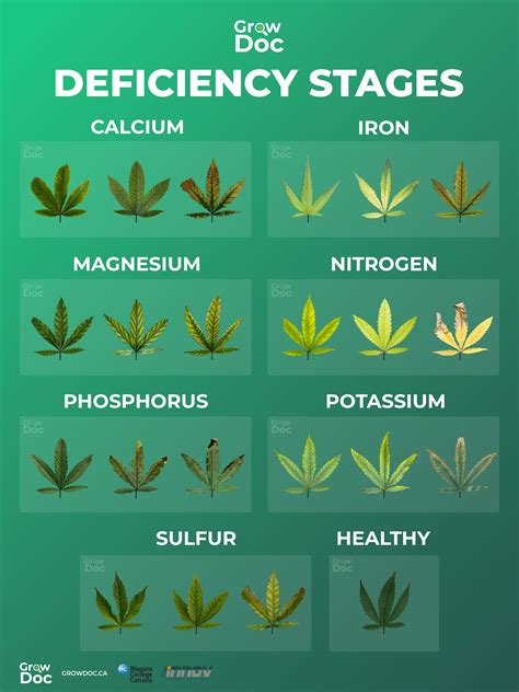Deficiency Chart
