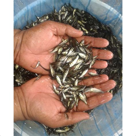 Marsyiem, live fish seeds supplier