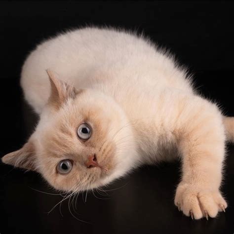 Marvel Cats - British Shorthair Cat Breeder