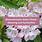 Massachusetts-State-Flower