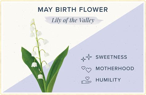 May-Birth-Flower

