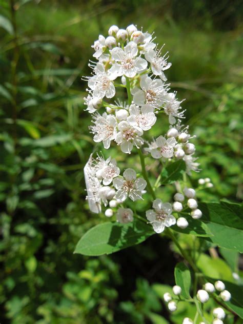 MeadowSweet