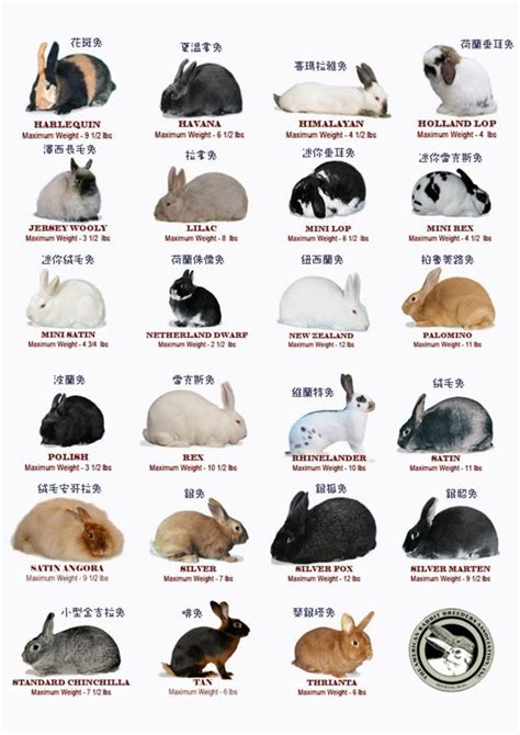 Meat Rabbit Breeding Chart