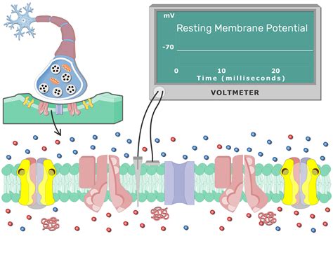 Membrane Potential