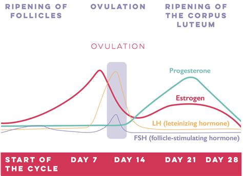 Menstrual Cycle And Hormone Chart