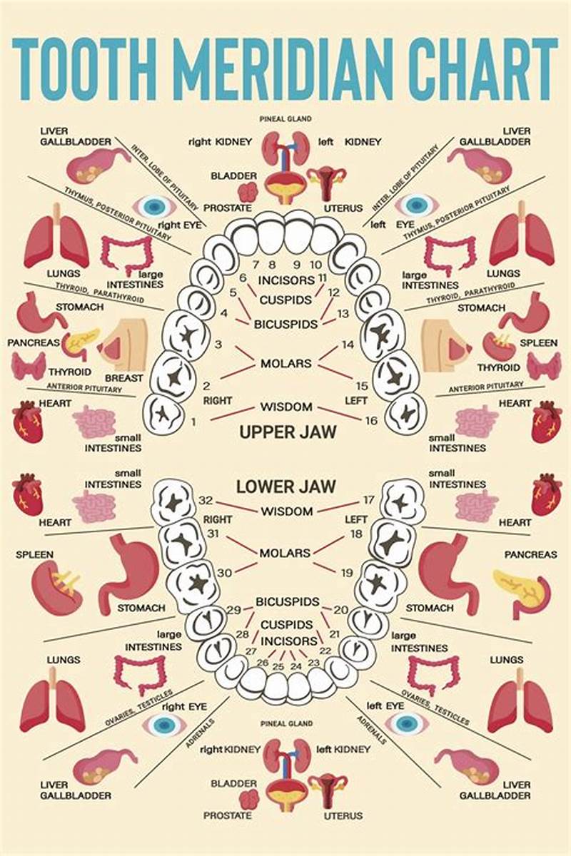 Meridian Tooth Chart Interactive