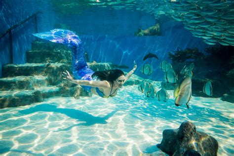 Mermaid Aquarium & Decor