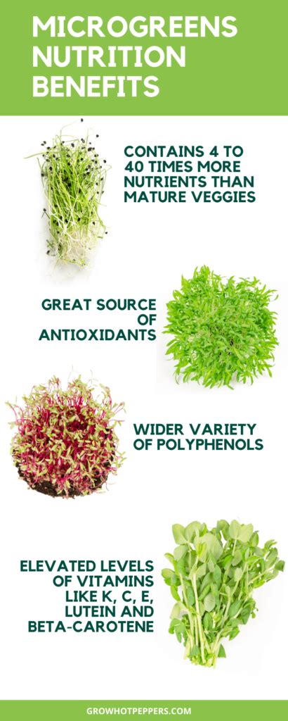 Microgreens Nutrition Chart