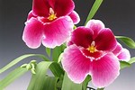 Miltonia Orchid Plant