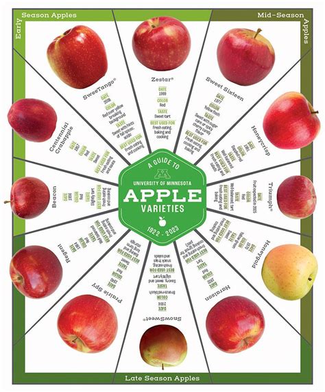 Mn Apple Varieties Chart