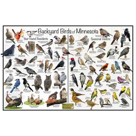 Mn Birds Identification Chart