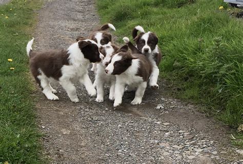 Mobile Microchipping Lancs